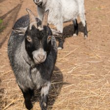 Balsall Heath City Farm 150412_006