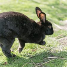 Balsall Heath City Farm 150412_068